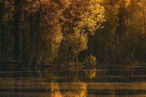 photography, Landscape, Nature, Lake, Forest, Fall, Trees