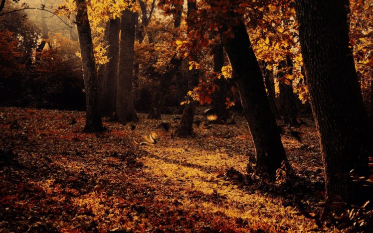 forest, Tree, Autumn, Fall HD Wallpaper Desktop Background