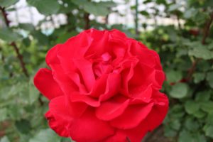 rosa, Roja, Flores, Naturaleza