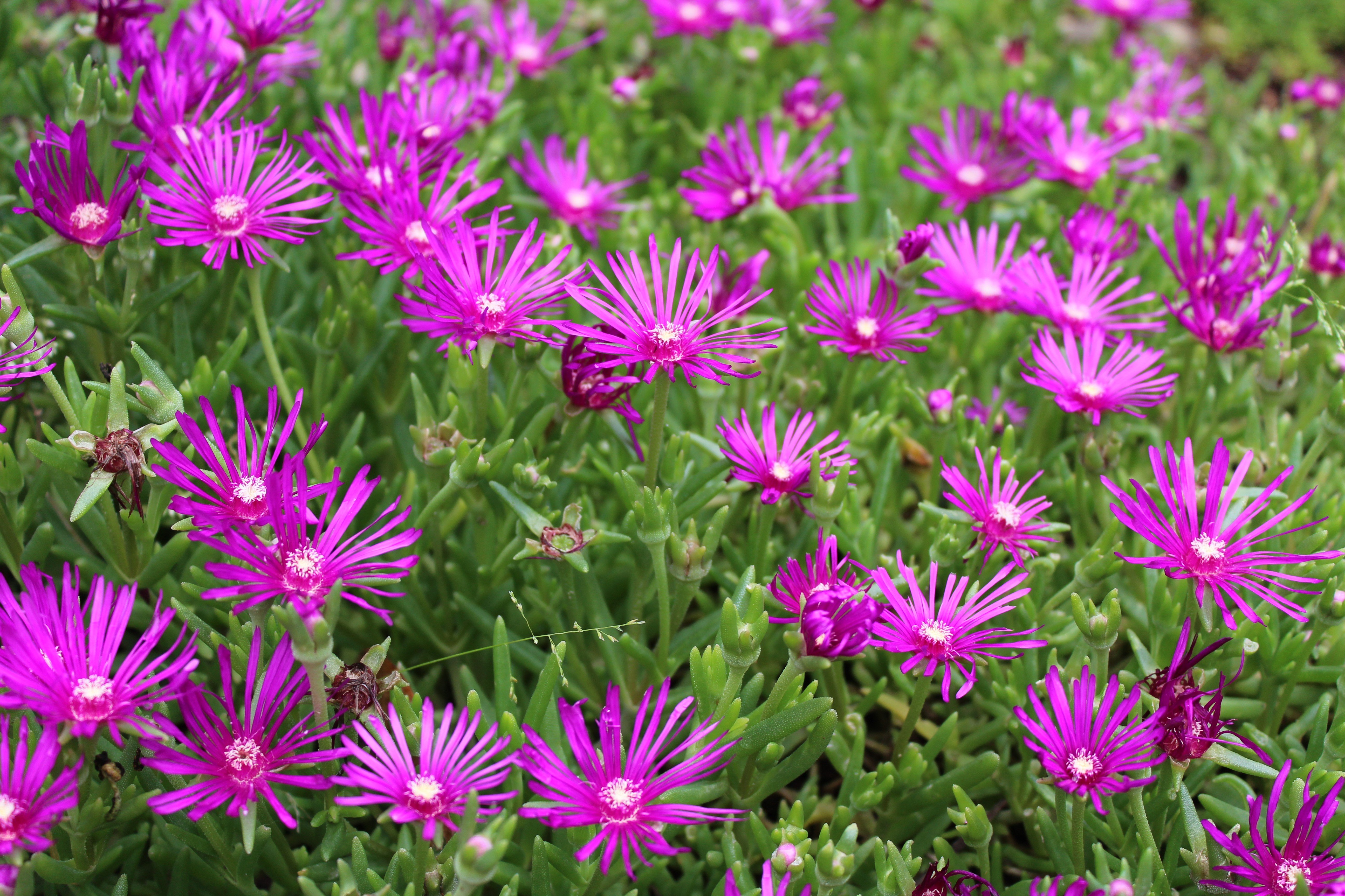 flores, Violetas, Naturaleza Wallpaper