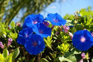 naturaleza, Flores, Azules
