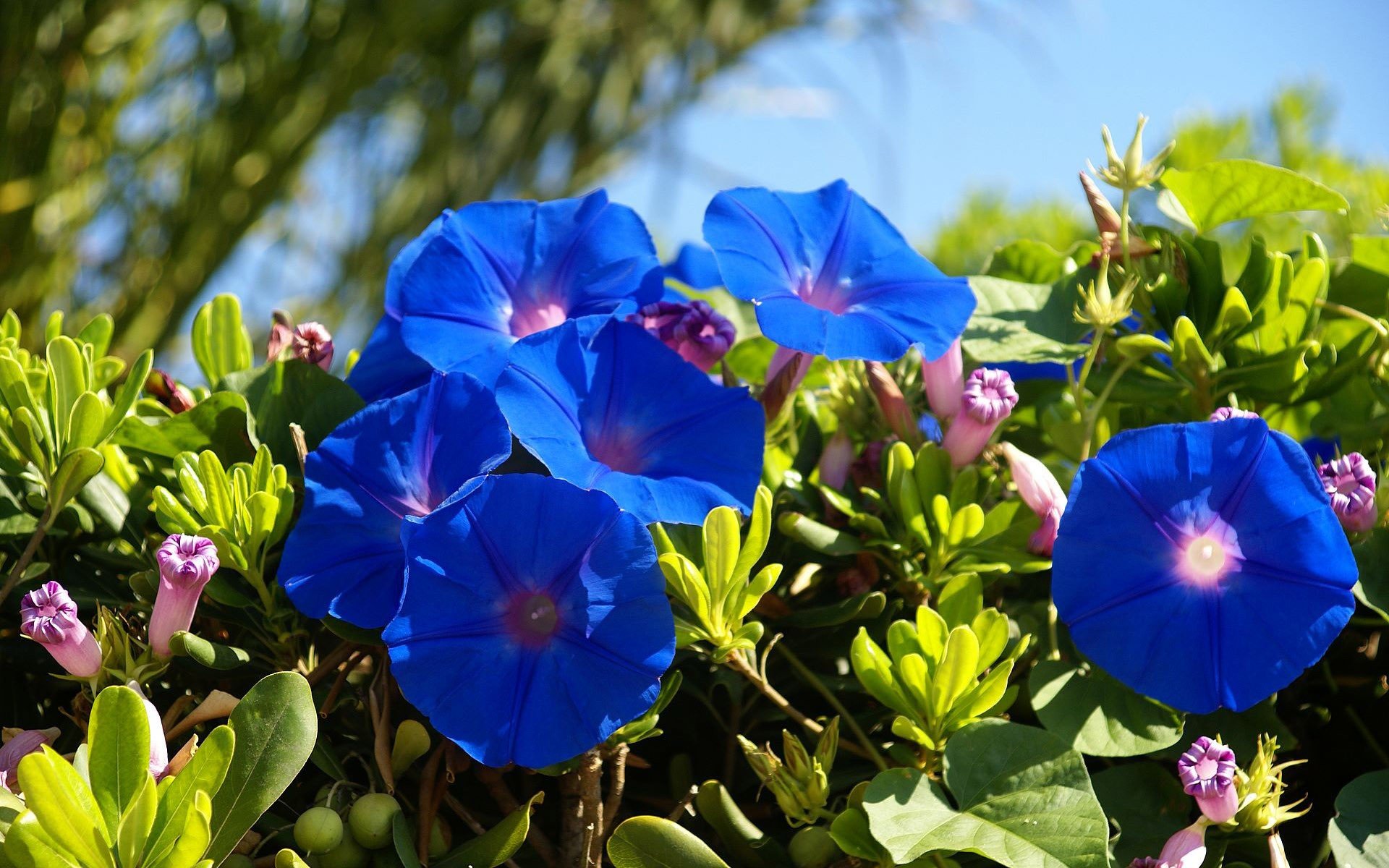 naturaleza, Flores, Azules Wallpaper