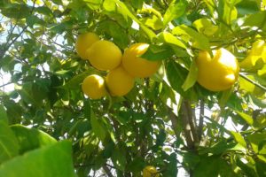 limones, Arbol, Citricos, Frutas, Naturaleza