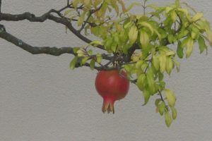 frutas, Granada, Arbol, Naturaleza