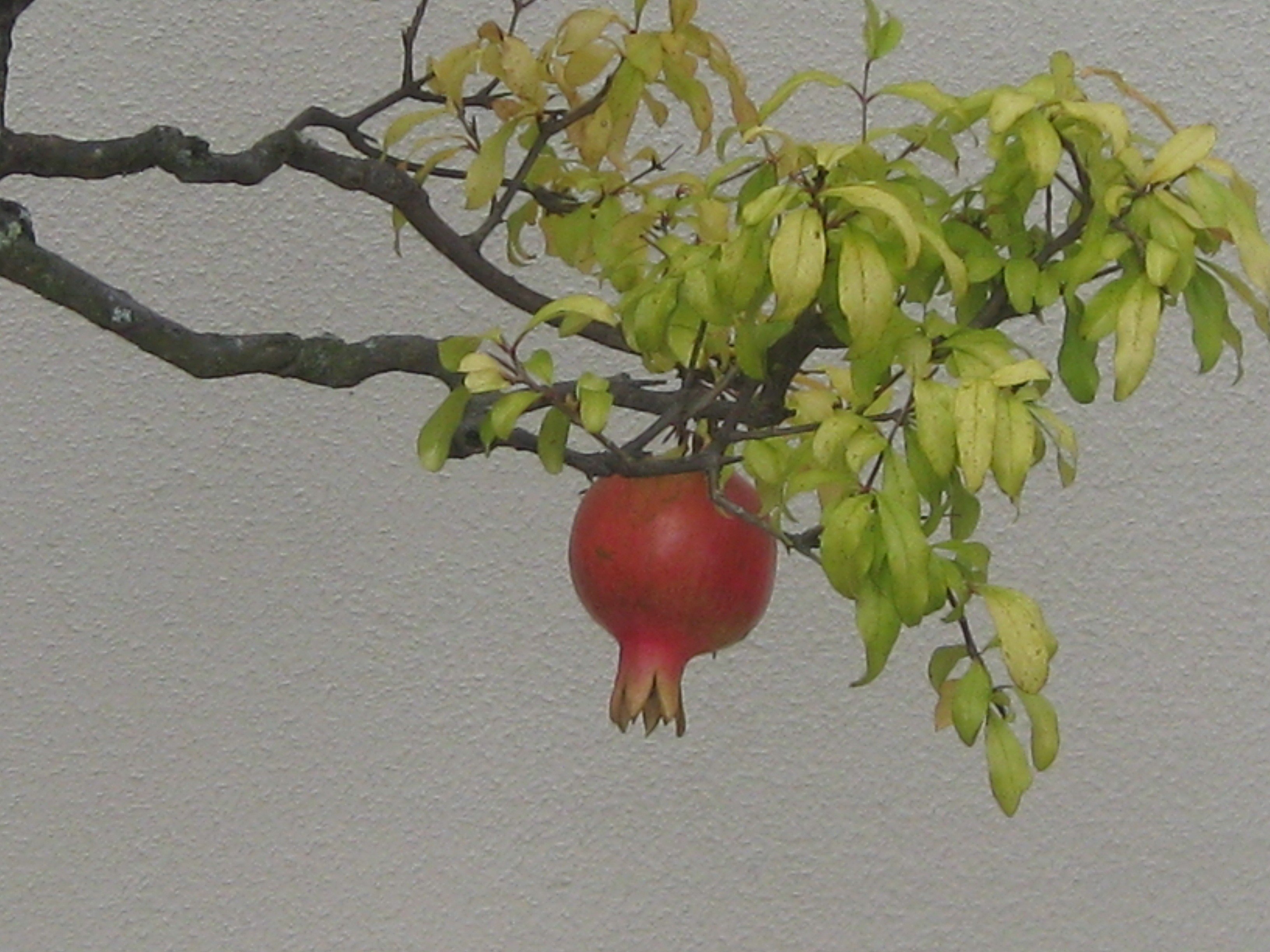 frutas, Granada, Arbol, Naturaleza Wallpaper