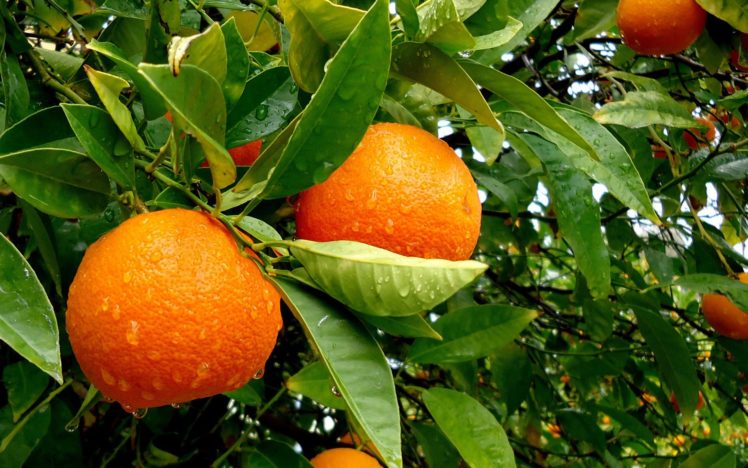 frutas, Naranjas, Naturaleza HD Wallpaper Desktop Background