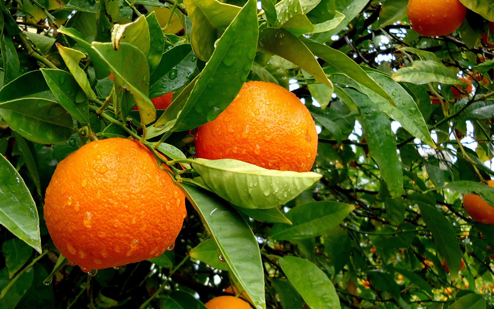 frutas, Naranjas, Naturaleza Wallpaper