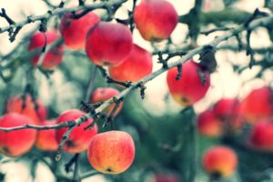 manzanas, Frutas, Naturaleza