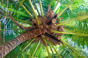 cocos, Palmera, Naturaleza