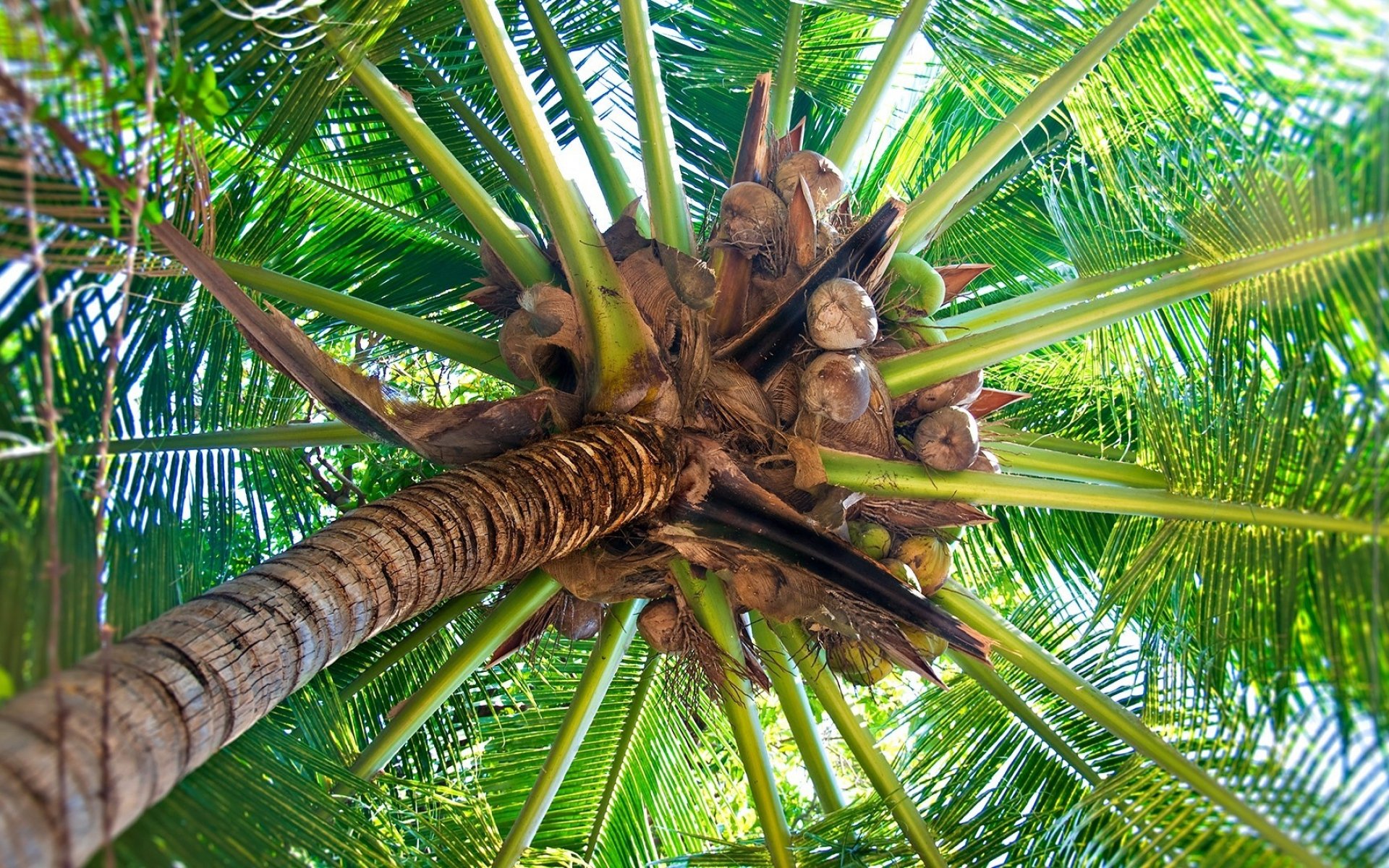 cocos, Palmera, Naturaleza Wallpaper