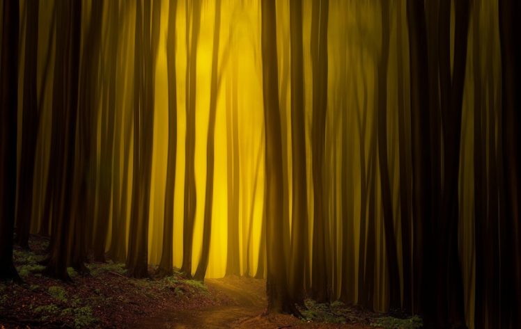 forest, Trees, Nature HD Wallpaper Desktop Background