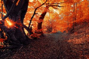 landscape, Fall, Seasons, Forest, Sunset, Nature