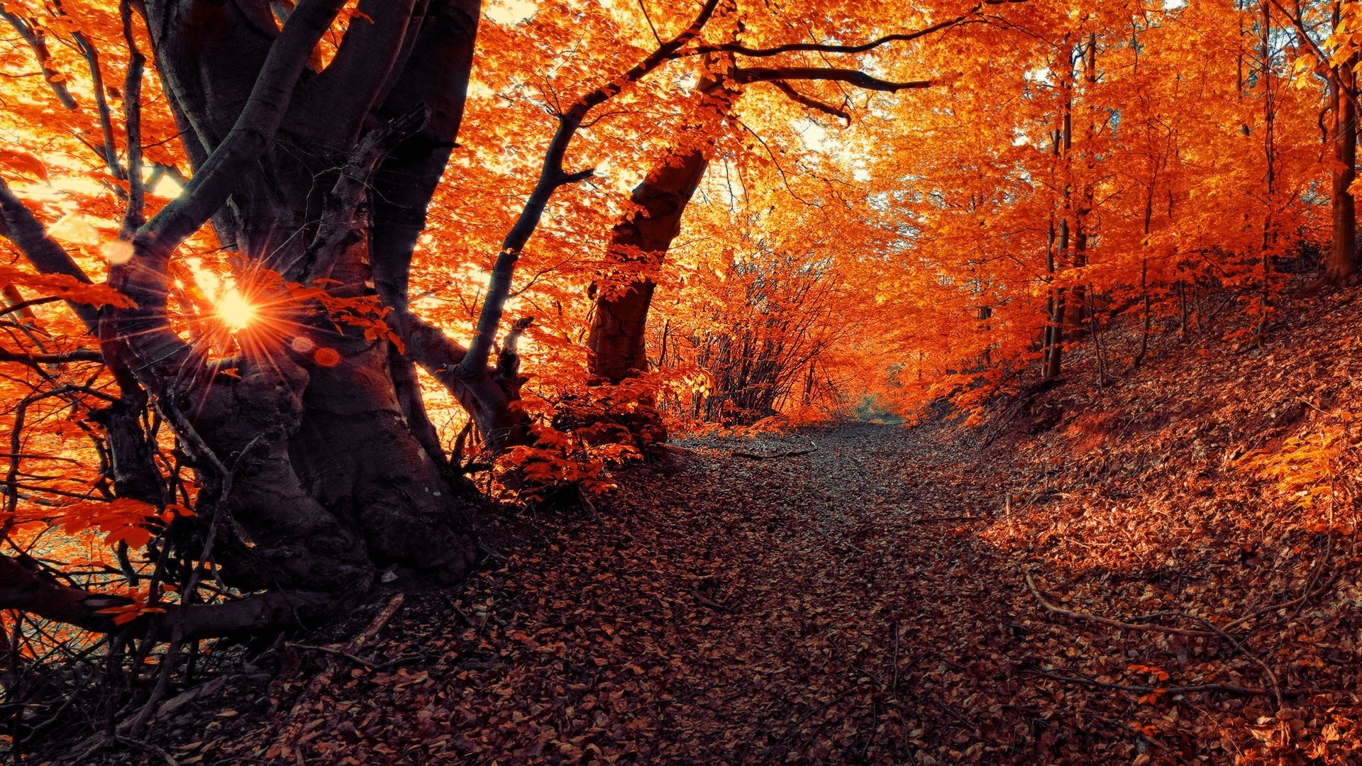 landscape, Fall, Seasons, Forest, Sunset, Nature Wallpaper