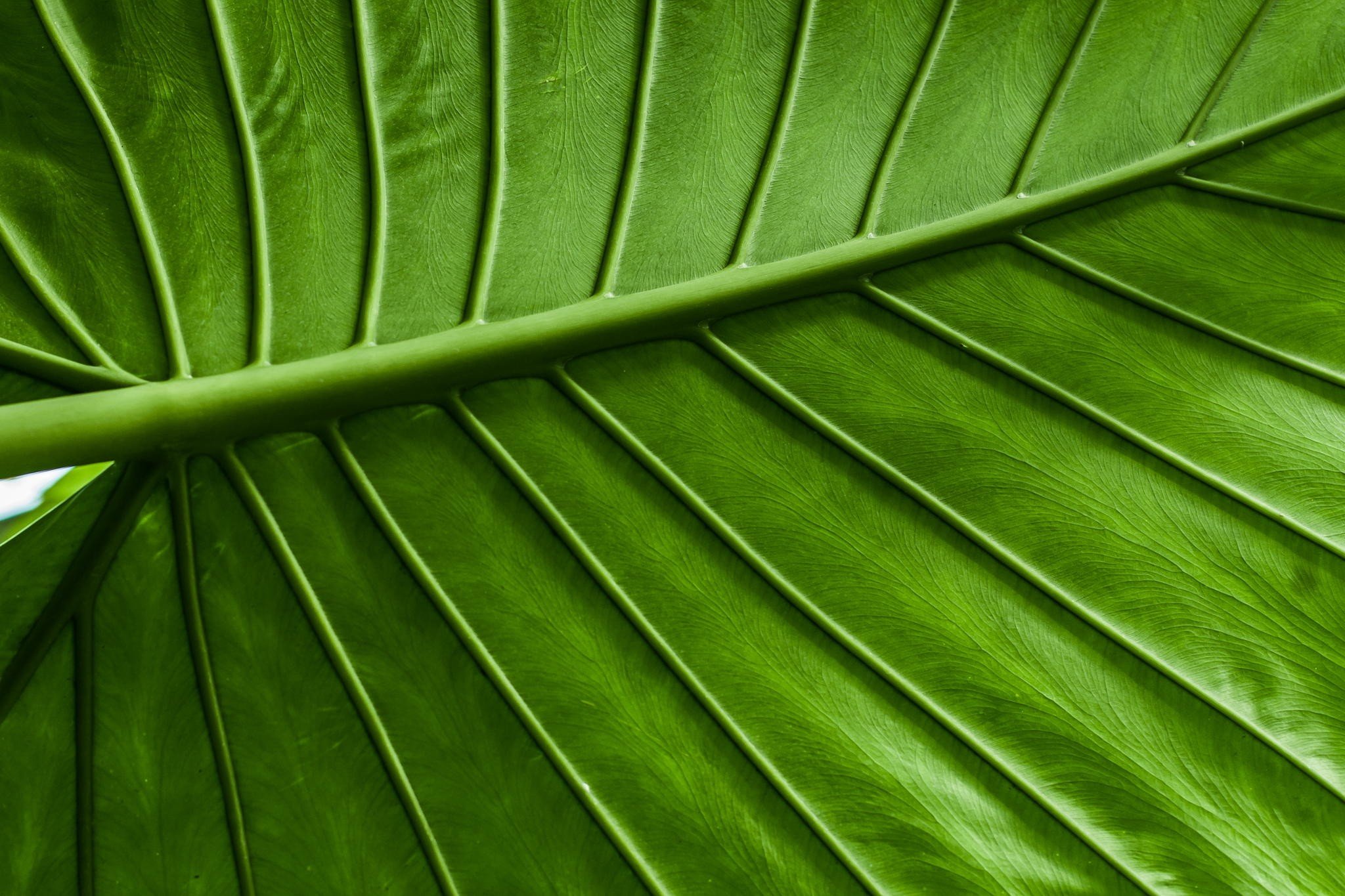 macro, Leaves, Green Wallpaper