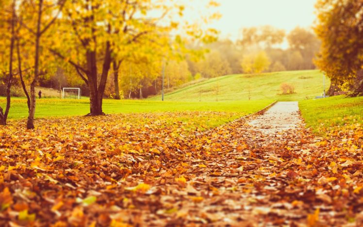 nature, Autumn, Tree, Leaves HD Wallpaper Desktop Background