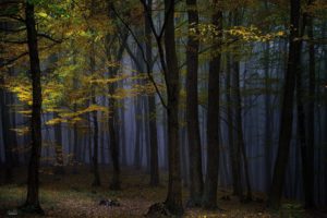 nature, Landscape, Photography, Forest, Dark, Trees