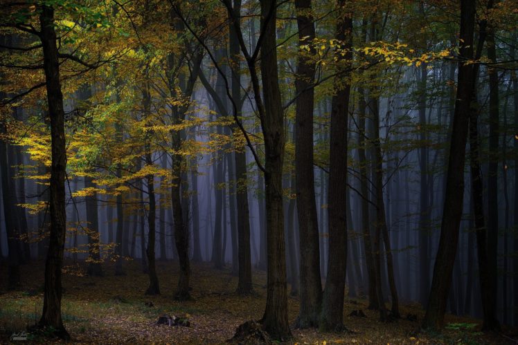 nature, Landscape, Photography, Forest, Dark, Trees HD Wallpaper Desktop Background