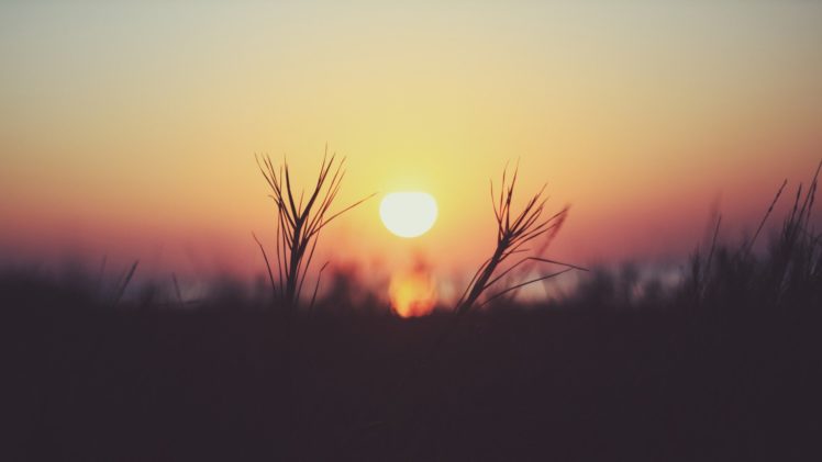 nature, Macro, Depth, Of, Field, Sunset, Sun, Plants HD Wallpaper Desktop Background