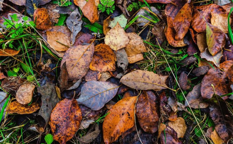 nature, Leaves, Autumn HD Wallpaper Desktop Background