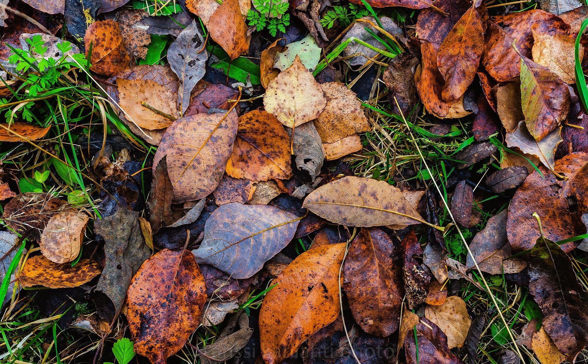 nature, Leaves, Autumn Wallpaper