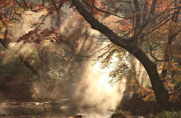 nature, Tree, Smoke, Pond, Fall, Plants, Branch, Rocks HD Wallpaper Desktop Background