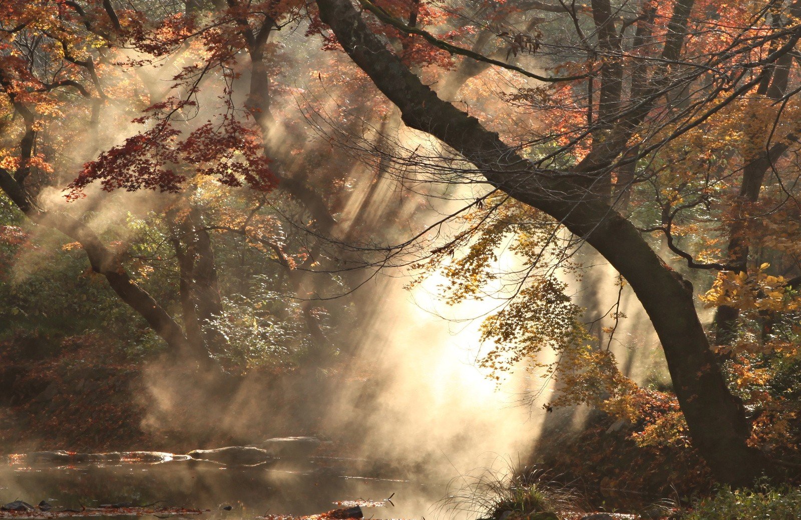 nature, Tree, Smoke, Pond, Fall, Plants, Branch, Rocks Wallpaper