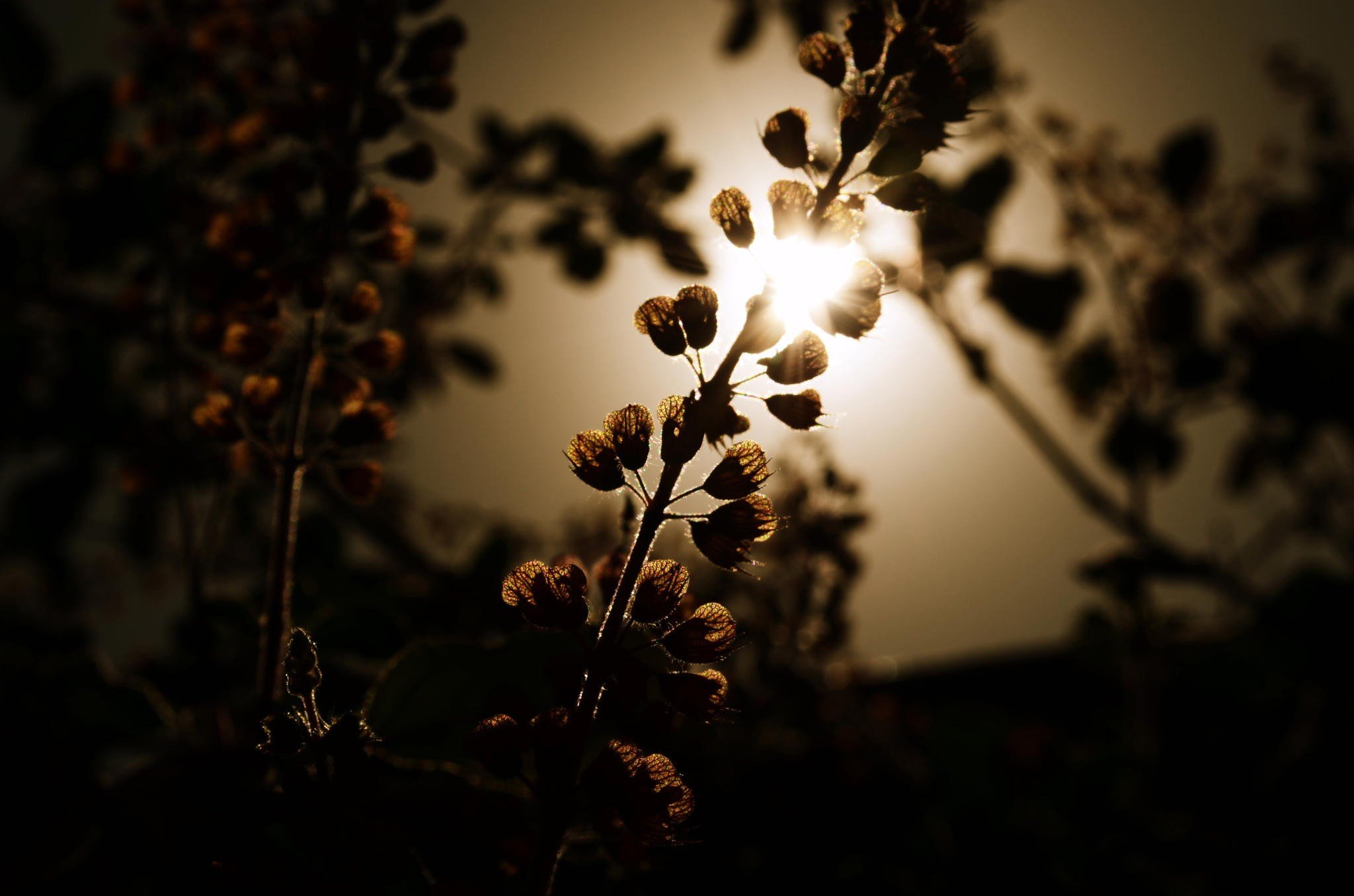 photography, Macro, Depth, Of, Field, Flowers, Sunlight Wallpaper