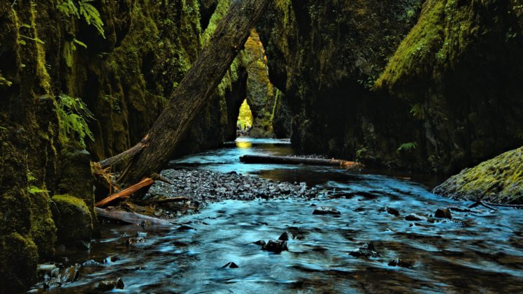 photography, Nature, Dead, Trees, Water, Moss, Rocks HD Wallpaper Desktop Background