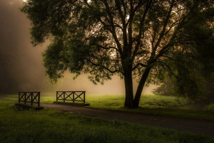 photography, Nature, Trees, Bridge, Path, Grass, Mist HD Wallpaper Desktop Background