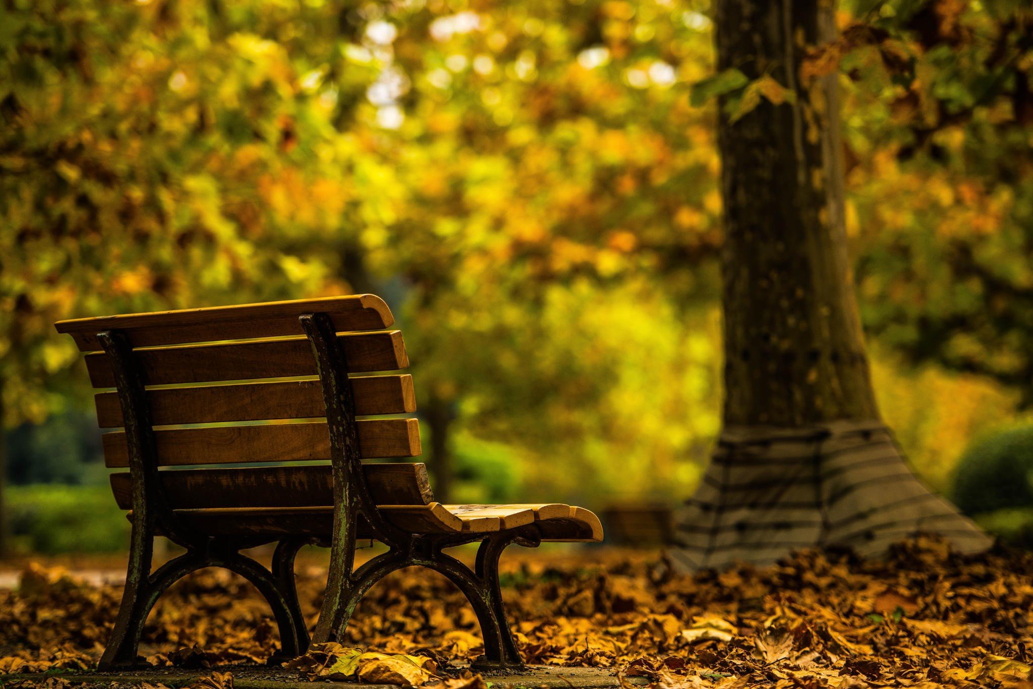 bench fall tree