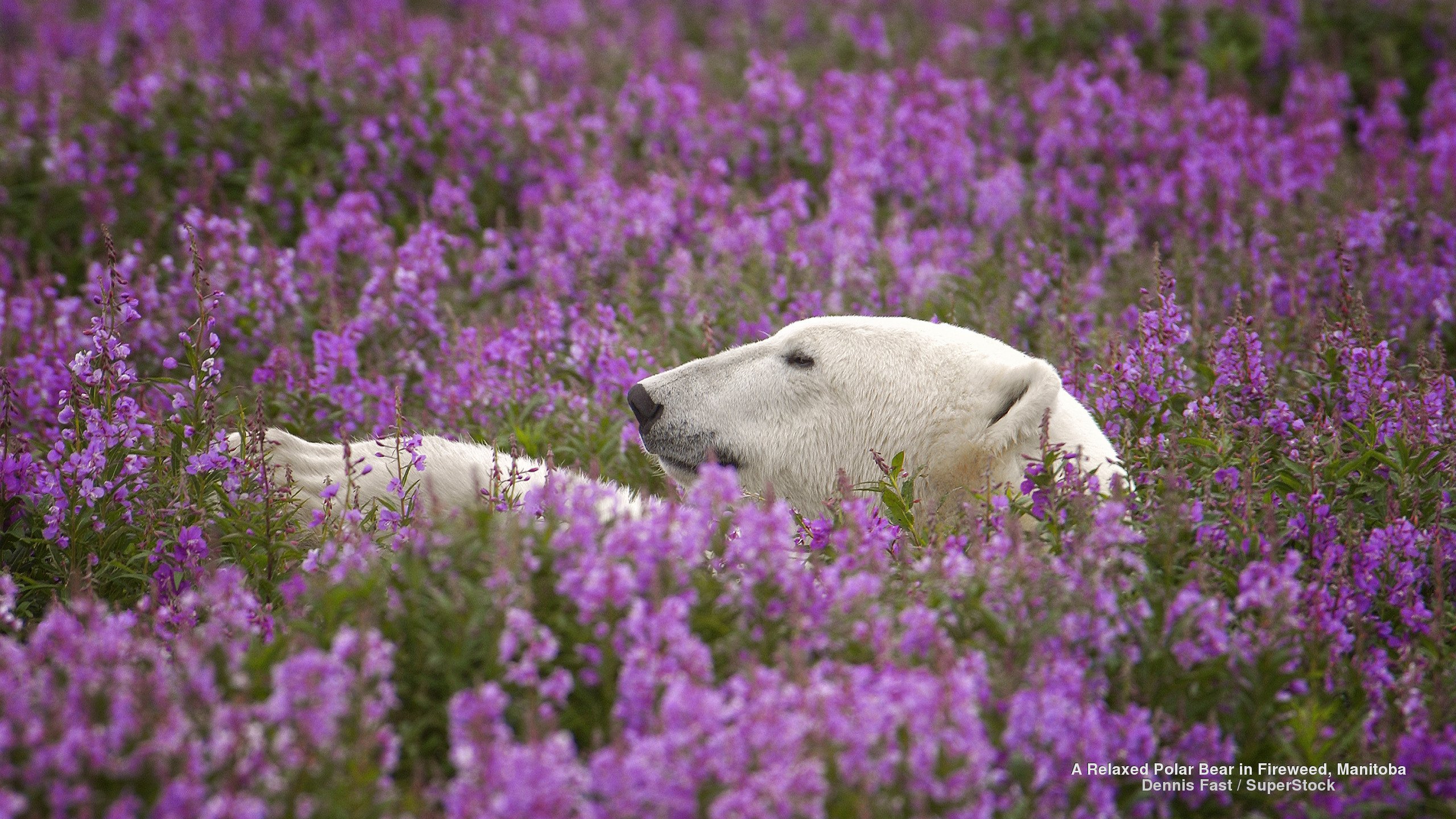 a, Relaxed, Polar, Bear, In, Fireweed, Manitoba Wallpaper