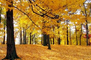 autumn, Trees, 1920×1080, Hdtv, 1080p
