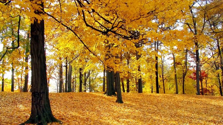 autumn, Trees, 1920×1080, Hdtv, 1080p HD Wallpaper Desktop Background