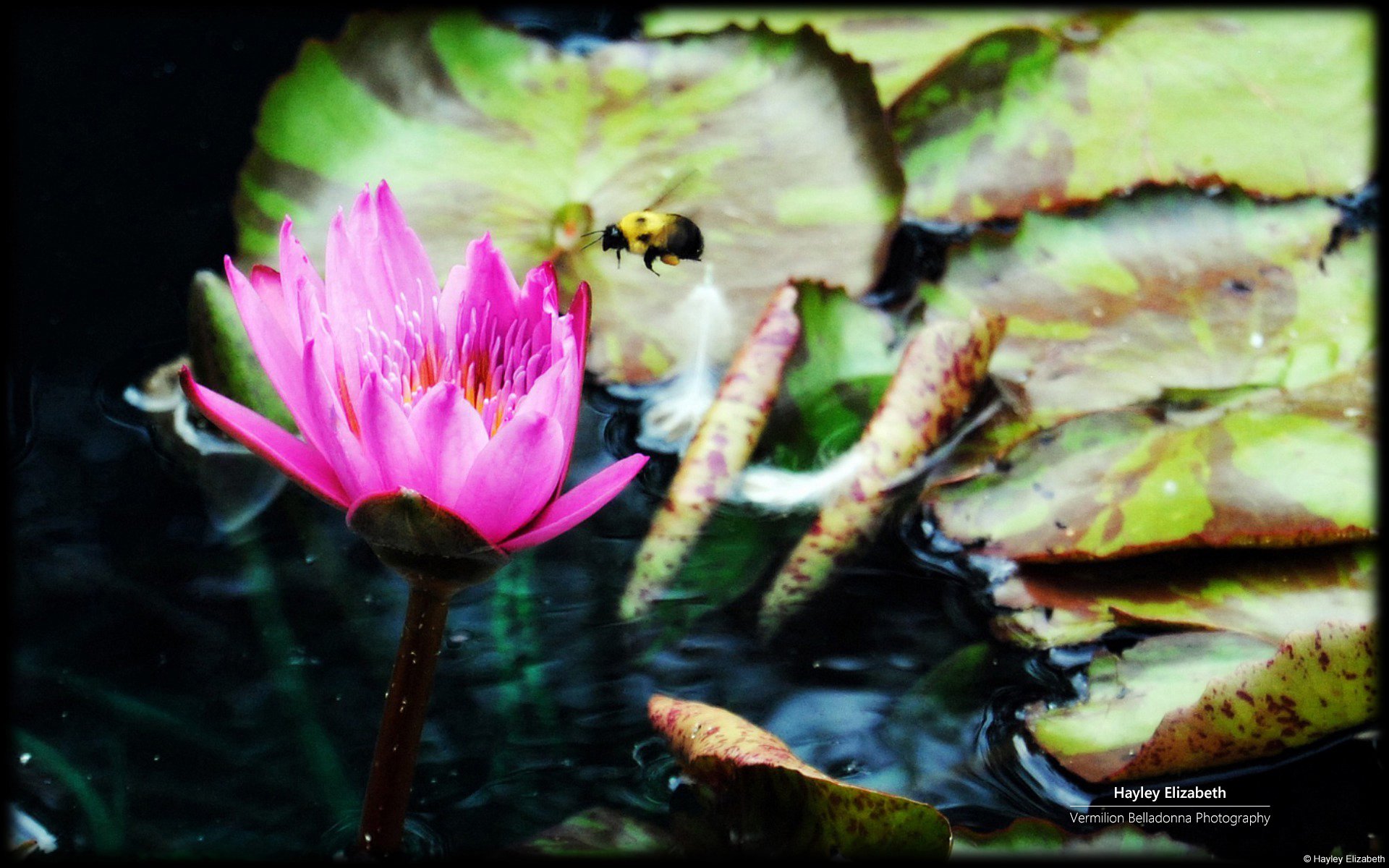 b197b879 626b 44e8 b95e 2d29ac7c9c5e, 13 Wallpaper