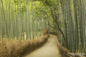 bamboo, Grove, Kyoto, Prefecture, Japan