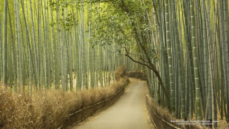 bamboo, Grove, Kyoto, Prefecture, Japan HD Wallpaper Desktop Background