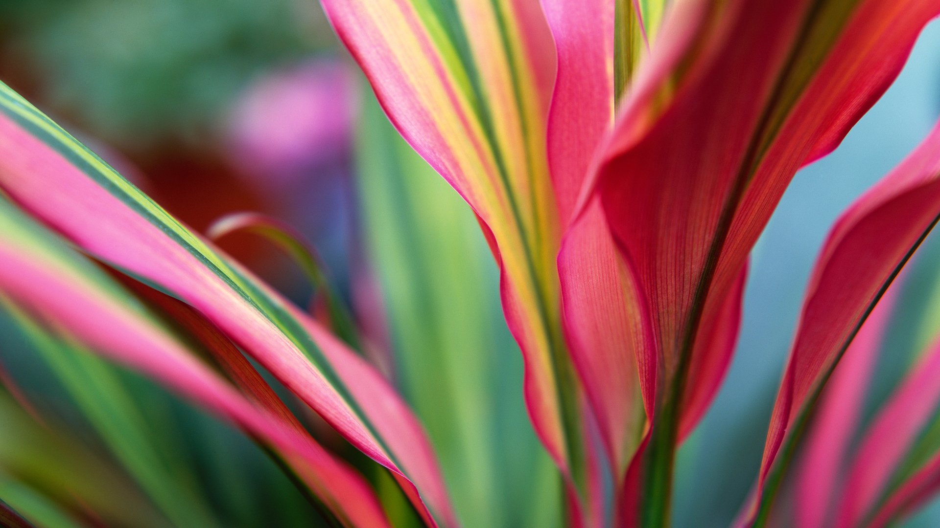 flower02 Wallpaper