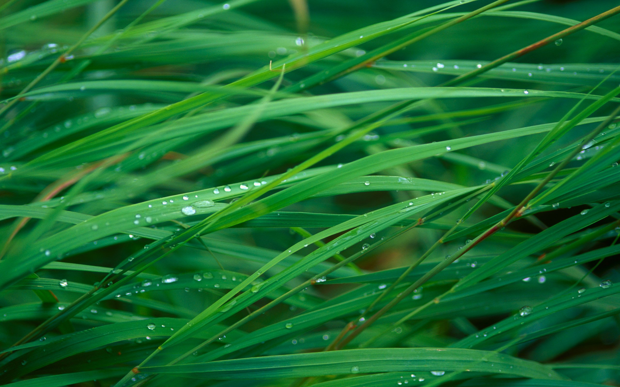 img516 Wallpaper