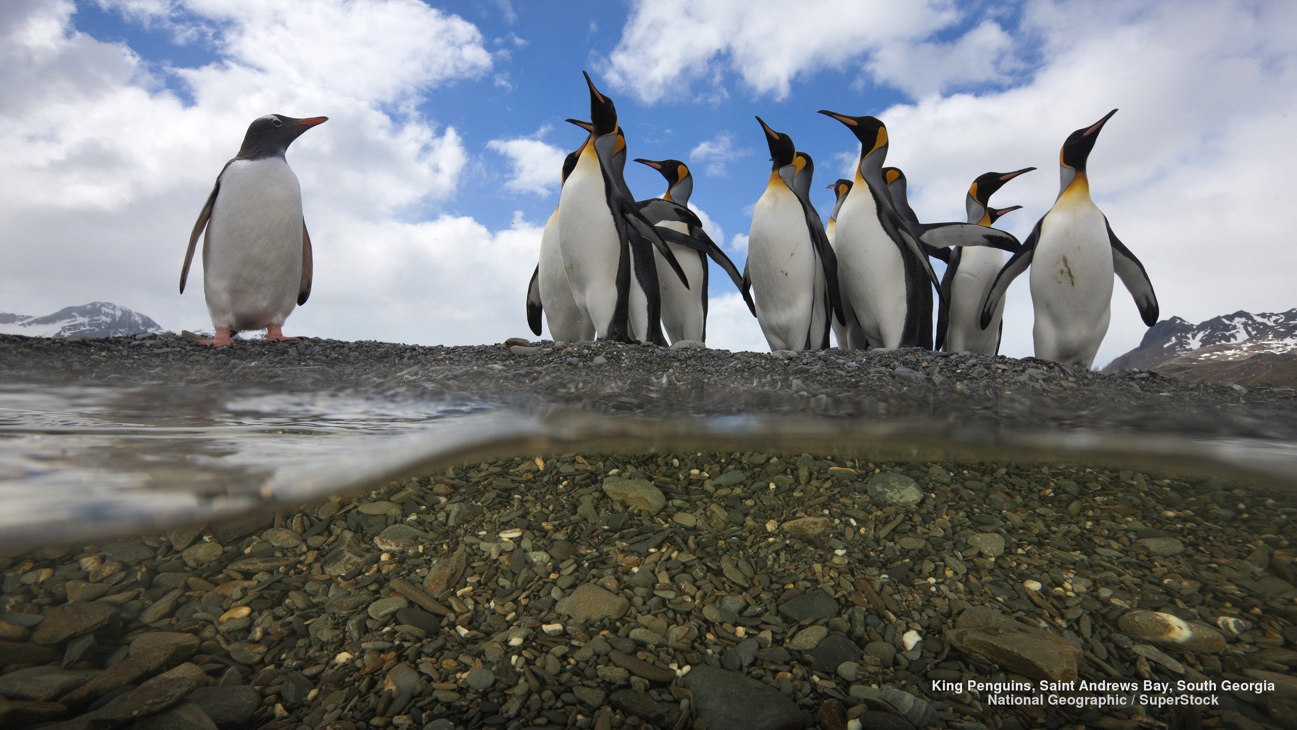 king, Penguins, Saint, Andrews, Bay, South, Georgia Wallpaper