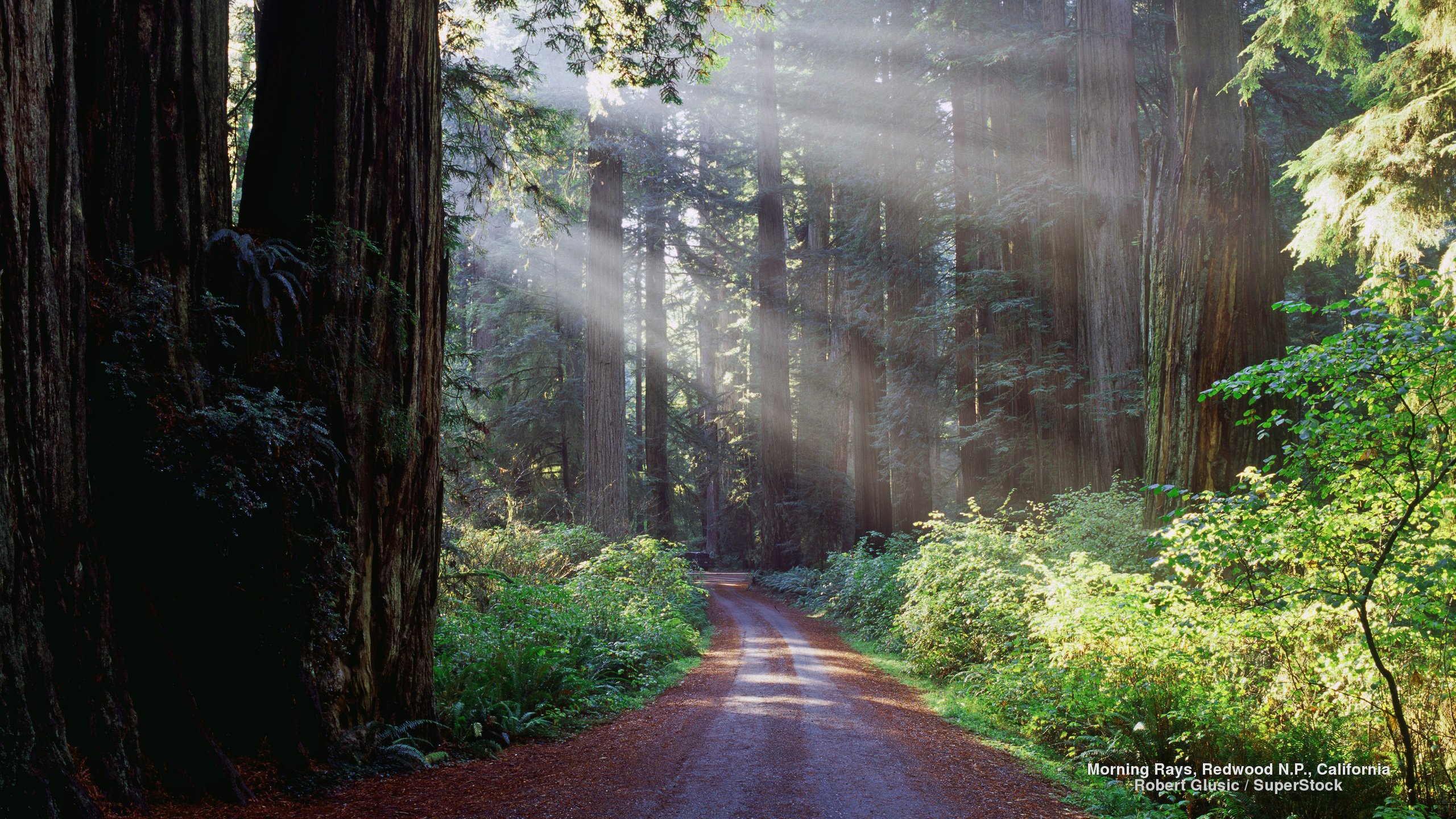 morning, Rays, Redwood, N, P, California Wallpaper