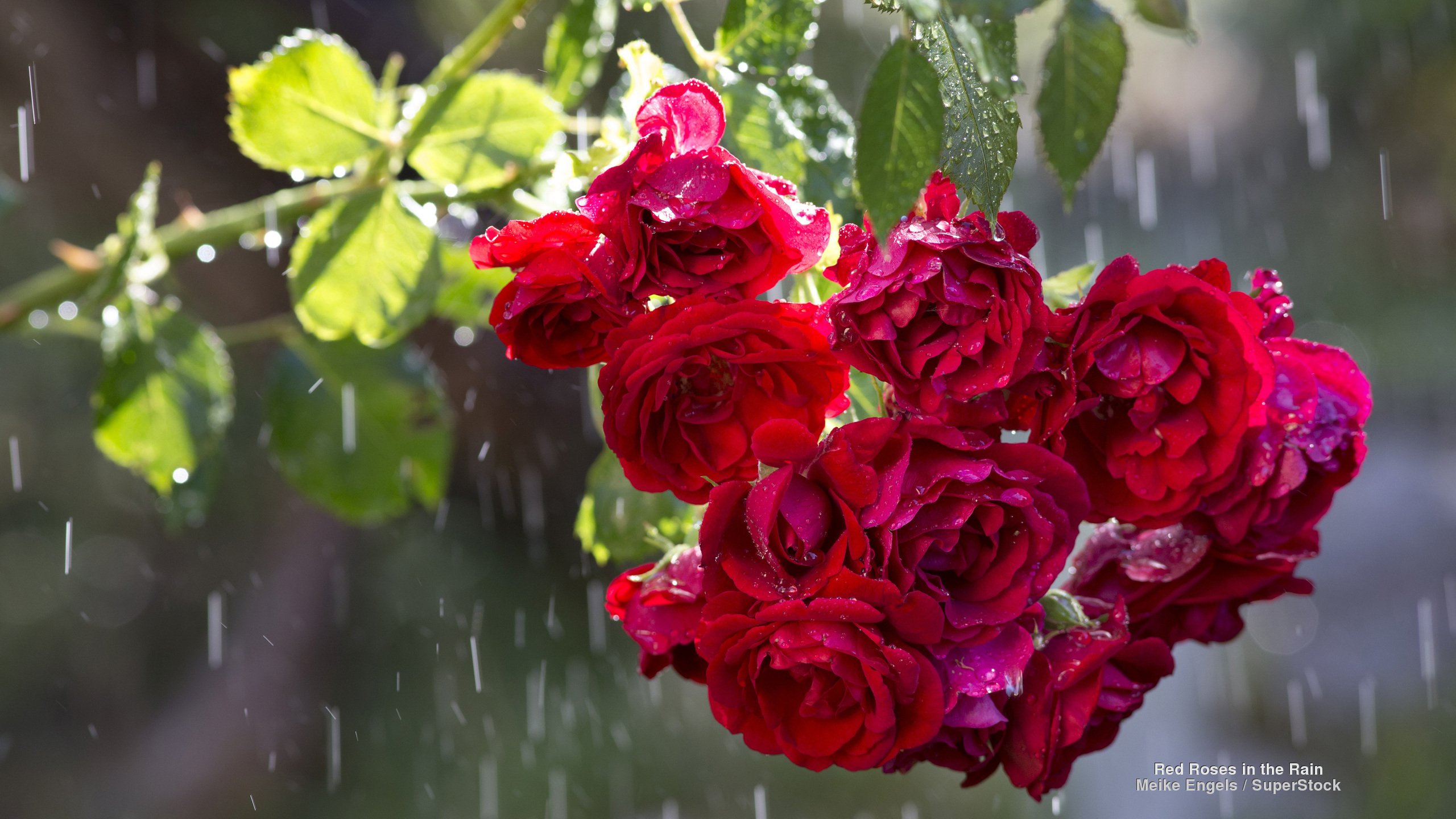 red, Roses, In, The, Rain Wallpaper