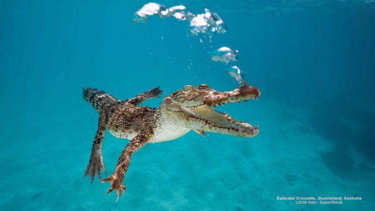 saltwater, Crocodile, Queensland, Australia HD Wallpaper Desktop Background