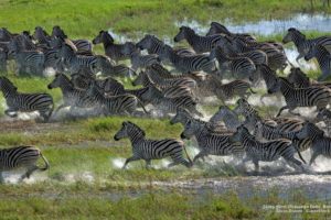 zebra, Herd, Okavango, Delta, Botswana