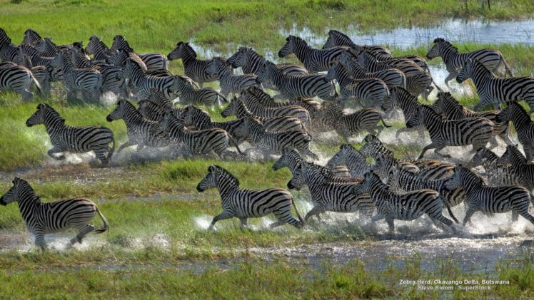 zebra, Herd, Okavango, Delta, Botswana HD Wallpaper Desktop Background