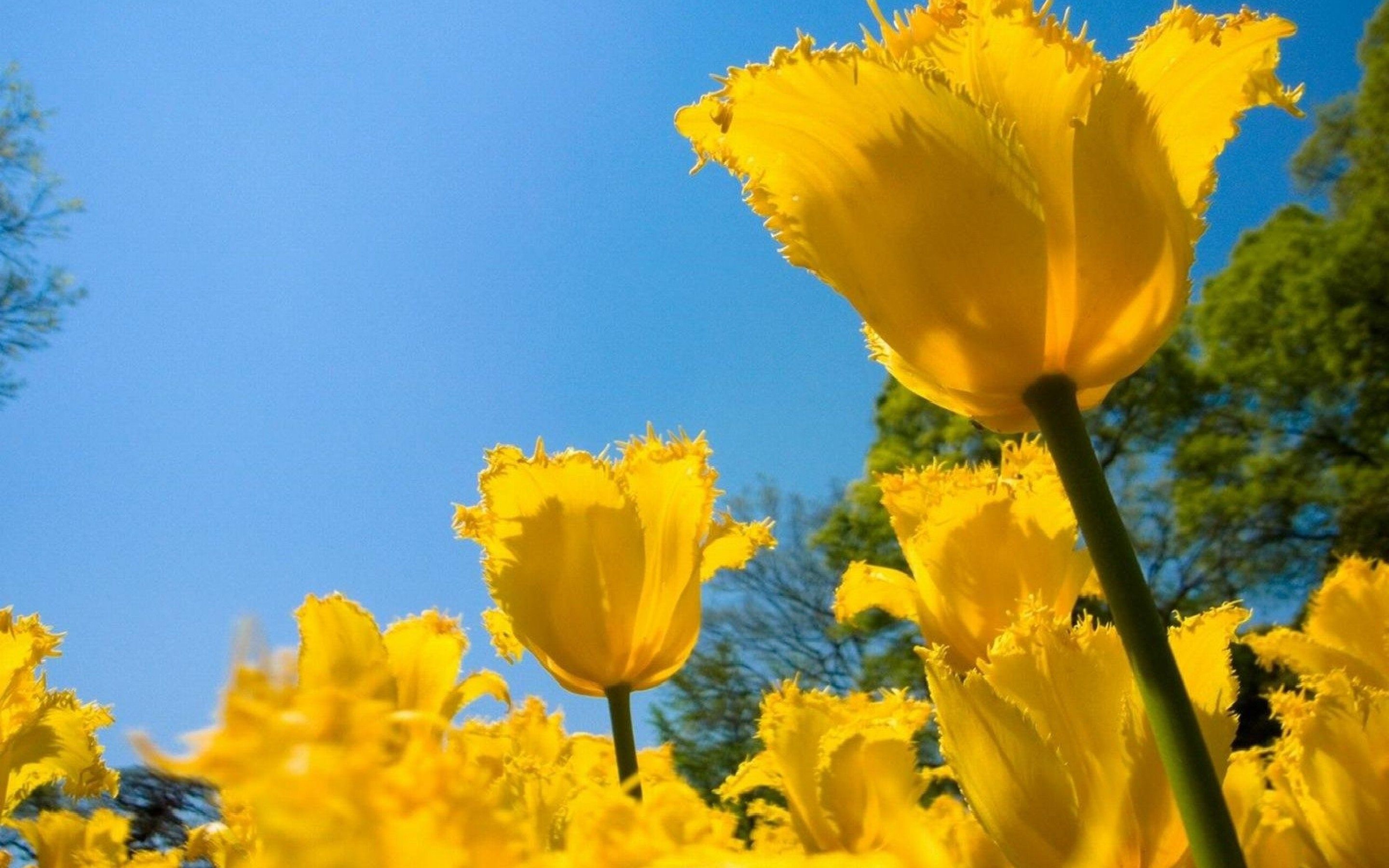 tulips Wallpaper