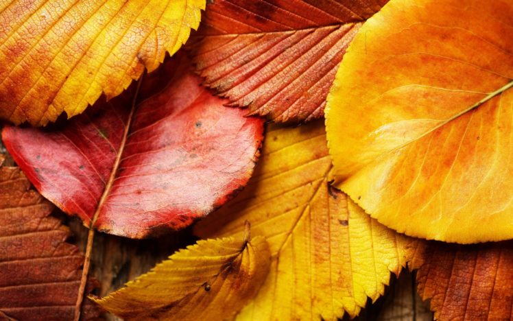 hojas, Secas, Amarillas, Naturaleza HD Wallpaper Desktop Background