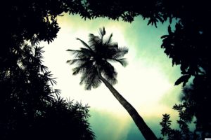 palm, Tree, Top