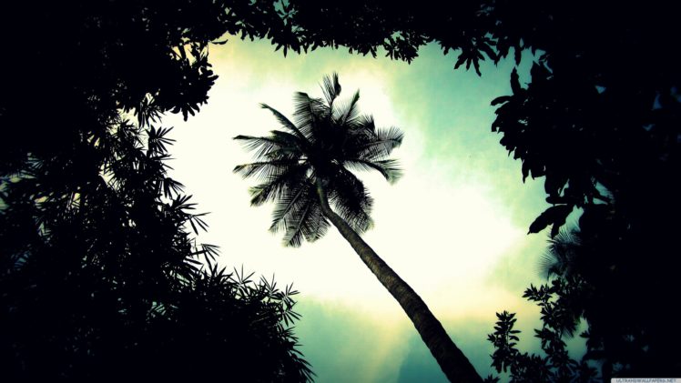 palm, Tree, Top HD Wallpaper Desktop Background