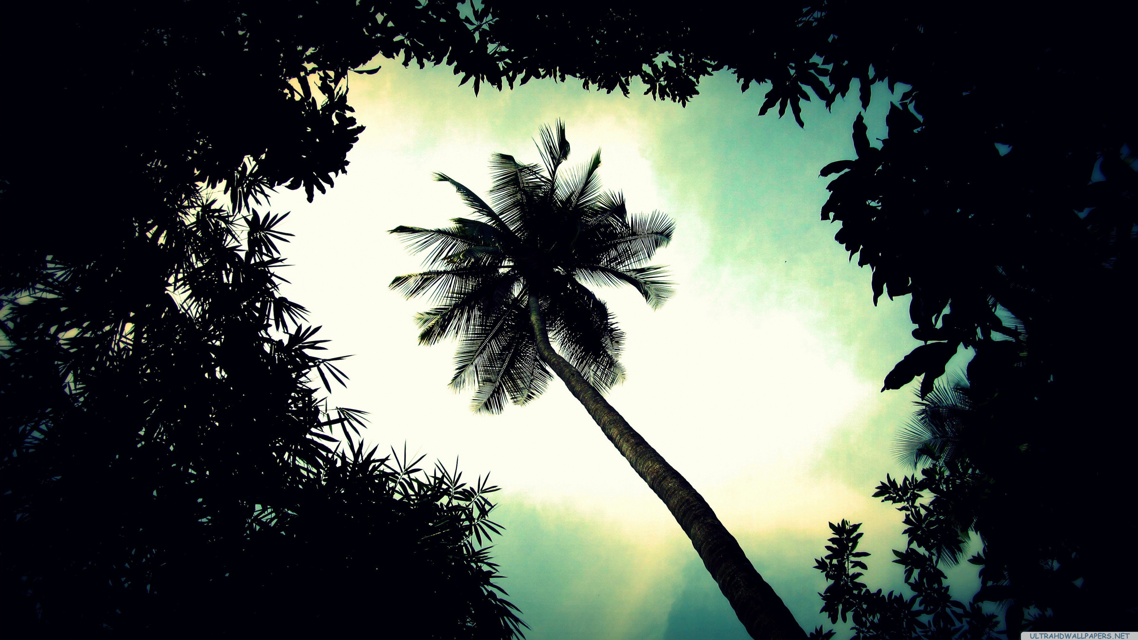 palm, Tree, Top Wallpaper