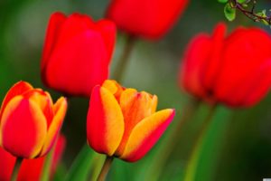 red, And, Orange, Tulips